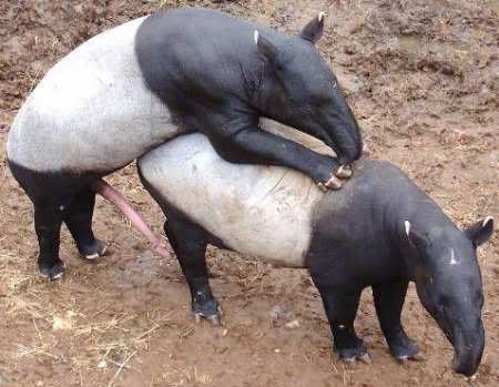 animal_tapir-sex.jpg.
