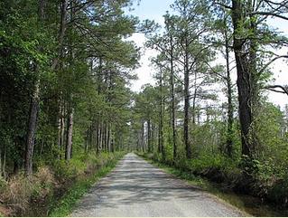 Road-leading-to-old-house-woods.jpg