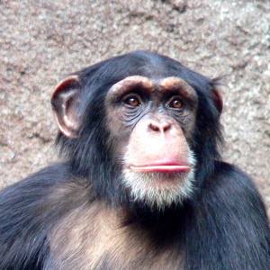chimpanzee-face-300px.jpg