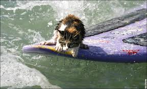 cat surfing 2.jpg