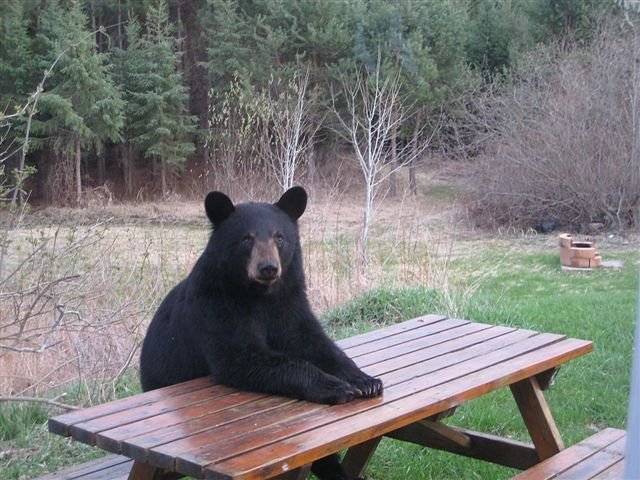 bear-at-table.jpg