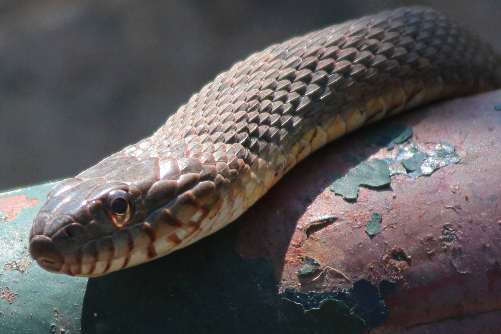 _Northern Water Snake 1.jpg