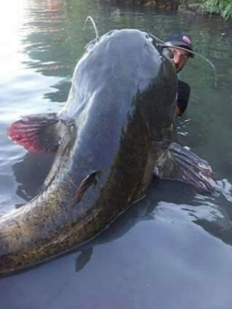 this big catfish.png