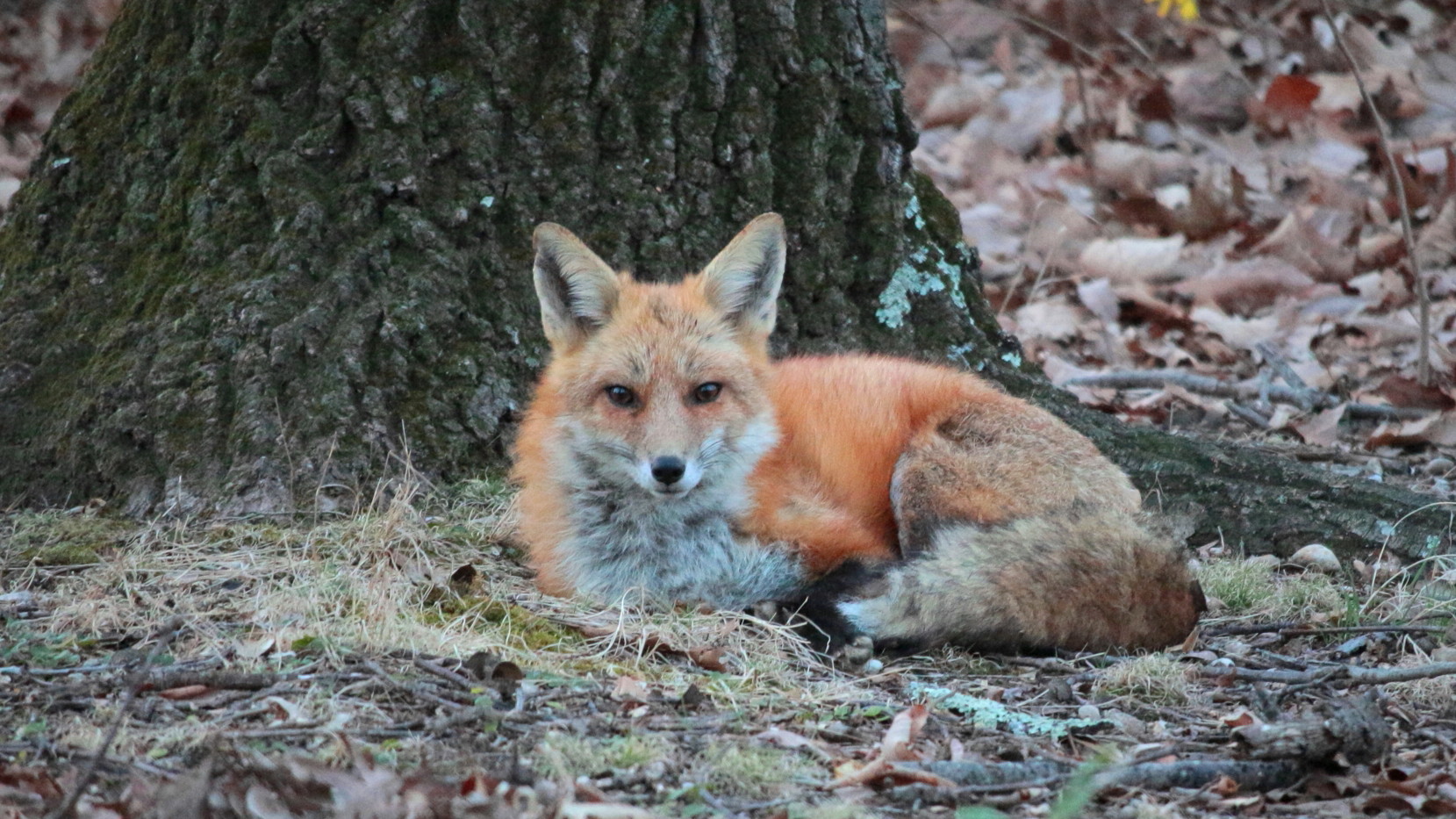 Red Fox Mother.jpg