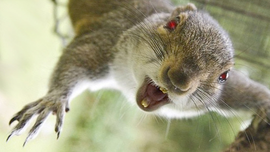 squirrels-have-begun-to-attack-people-1.jpg