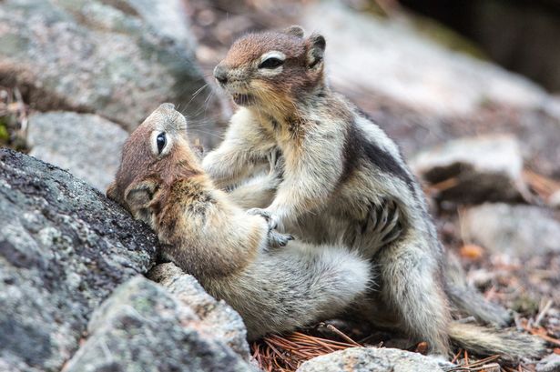 Two-ground-squirrels-play-fighting-each-other-in-Jasper-National-Park.jpg