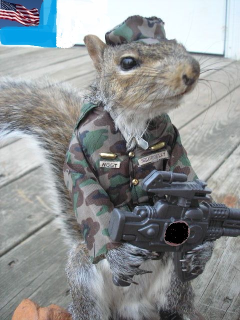 MilitraySquirrel.jpg