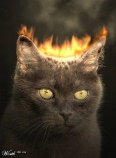cat on fire.jpg