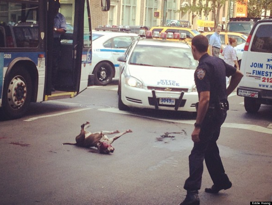 o-NYPD-SHOOT-DOG-900.jpg