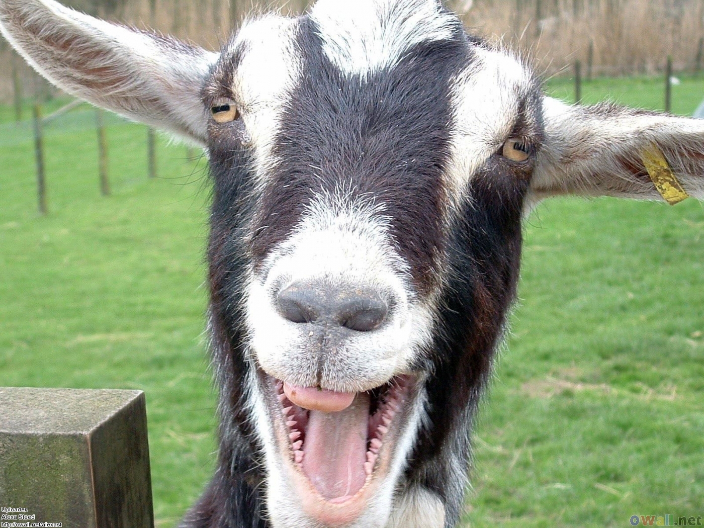 [Image: file.php?2,file=99525,filename=funny-goat-pictures.jpg]