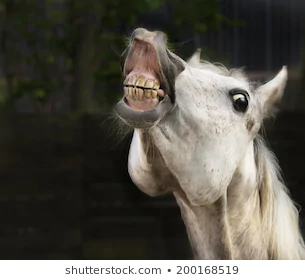 white-horse-smiling-260nw-200168519.webp