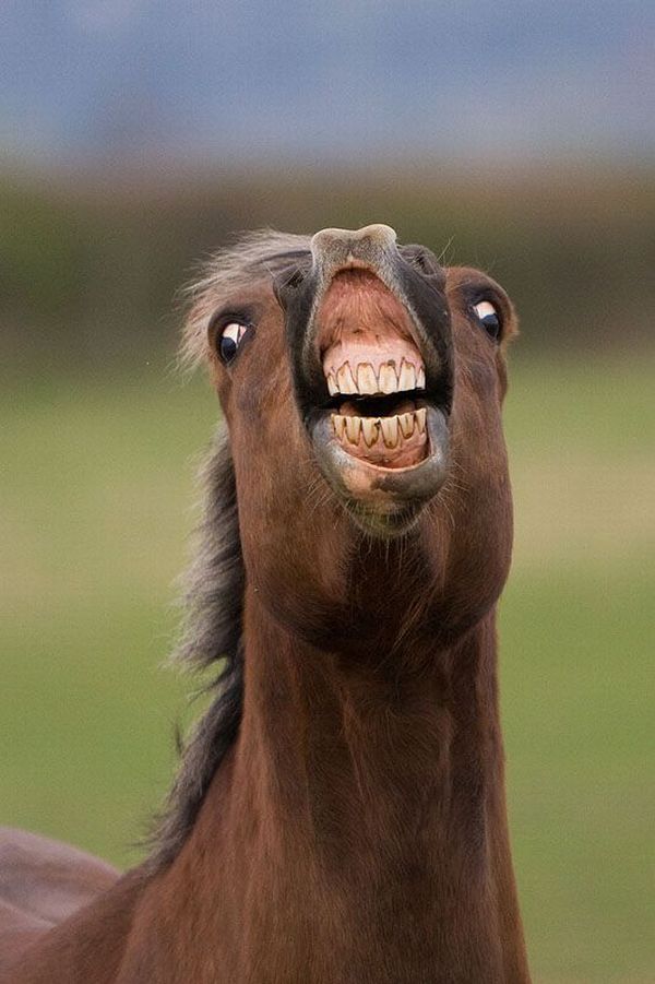 horse-smile-big.jpg