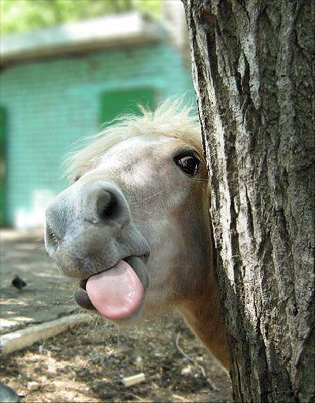 funny-horse.jpg