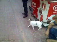 1264682426_cat-attacks-dog.gif