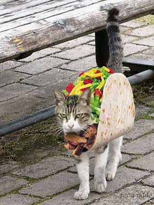 taco-cat.jpg
