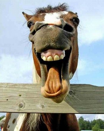 funny-animals-01-laughing-horse.jpg