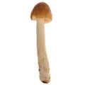 mushroomcock.jpg