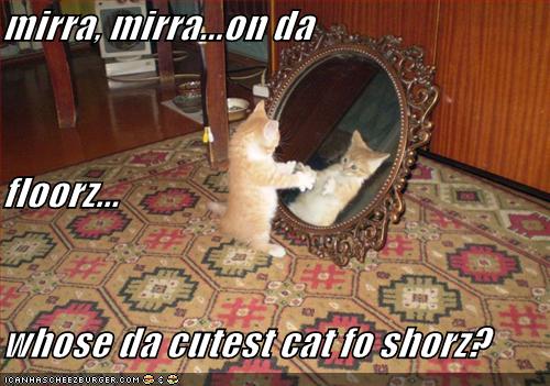 cat-mirror-767578.jpg