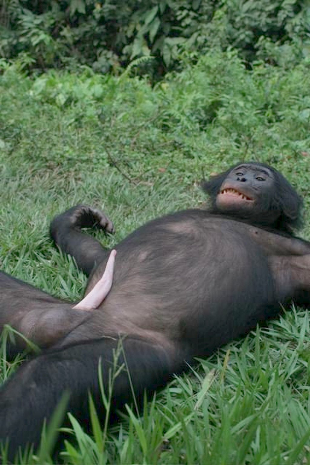 chimp_bonobo_penis_erection_pygmy.jpg.