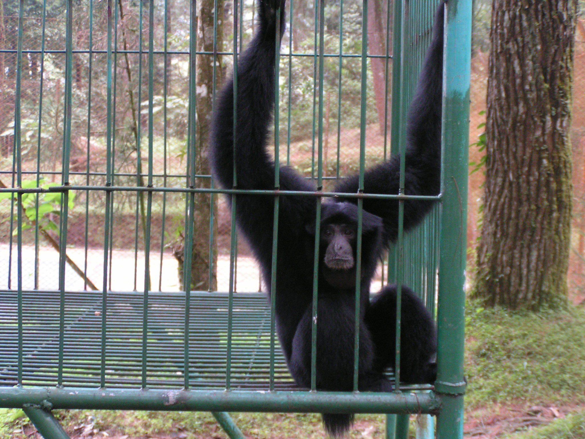 Black_monkey_in_green_cage,_2006.jpg