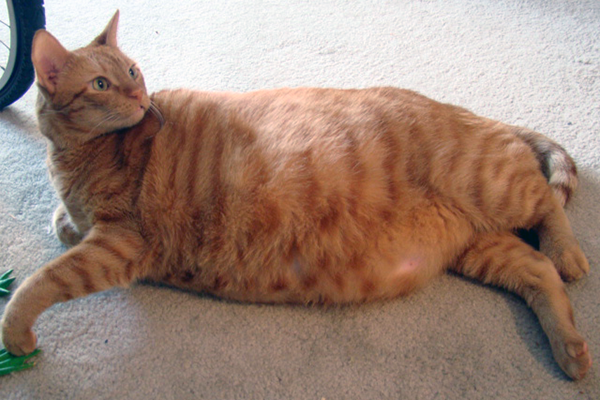 600-400-fat-orange-cat.png