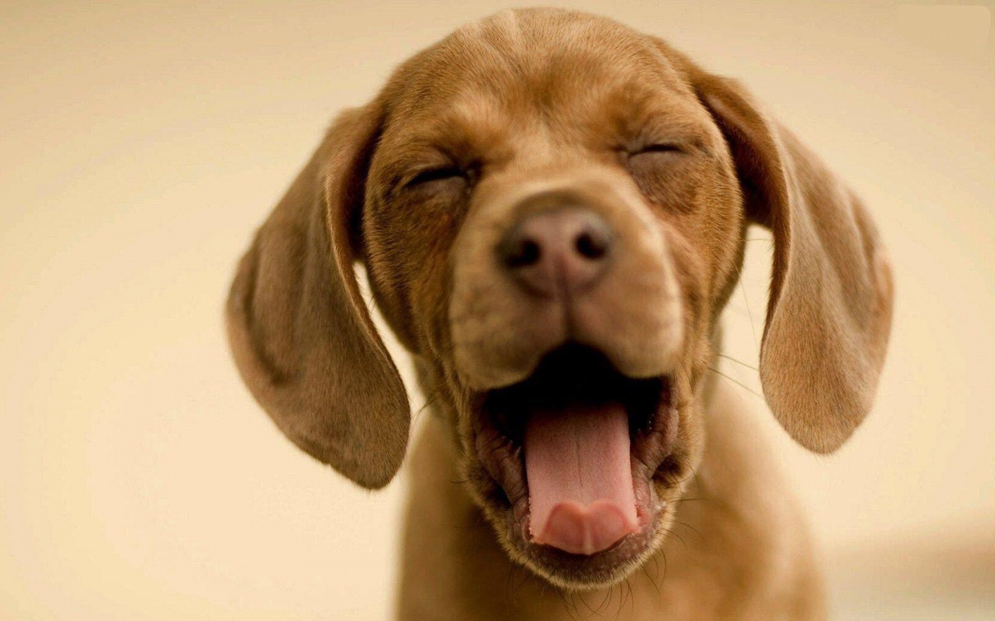 Yawning_Puppy.jpg