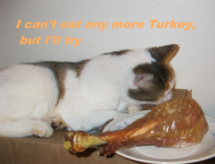 Cat Thanksgiving 002-crop.jpg