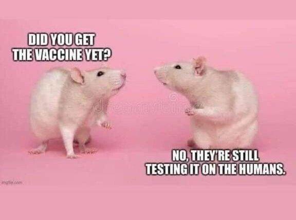 covid mouse vaccine test on humans.jpeg