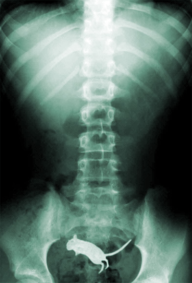 rat X-Ray.jpg
