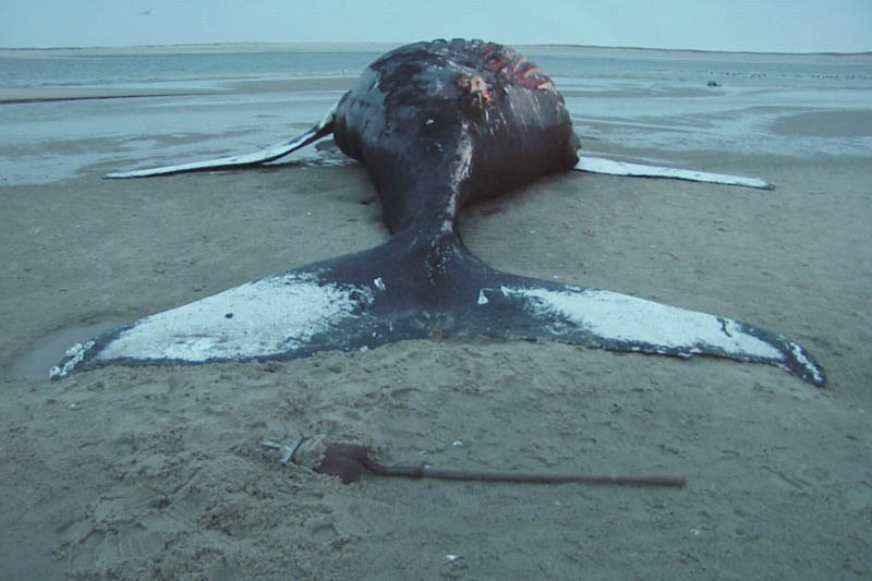 beached-humpback-whale-lg.jpg