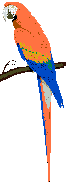 macawsm9.GIF
